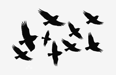 Obraz premium set of birds