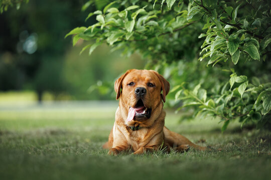 labrador retriever dog lying under a tree in summer