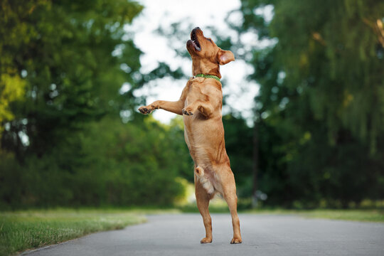 happy labrador dog jumping up outdoors in the park