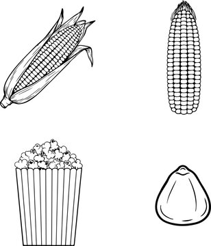Corn kernels in a drawing style with popcorn and a single kernel isolated on a white background