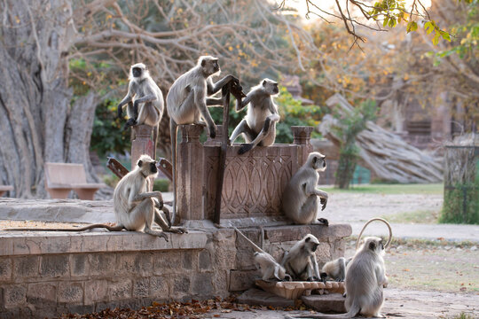 Troop of Gray Langurs resting on an old stone structure in India