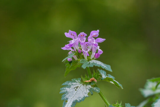 Im Schatten des Garten w&auml;chst die Gefleckte Taubnessel (Lamium) freigestellter Hintergrund
