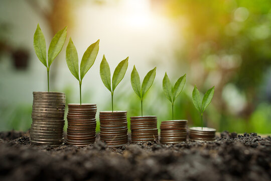 Small Green Plants Growing On Stacked Coins Arranged In Increasing Order Representing Financial Growth