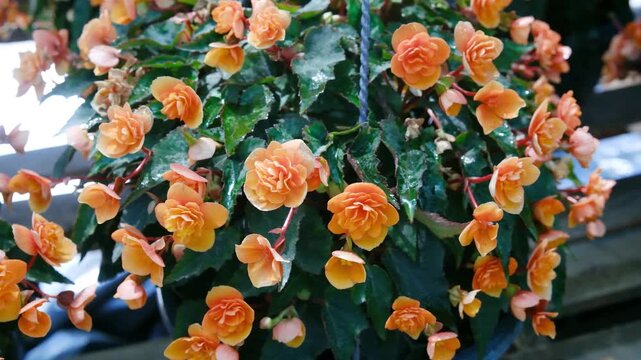 Orange begonias bloom in a hanging basket