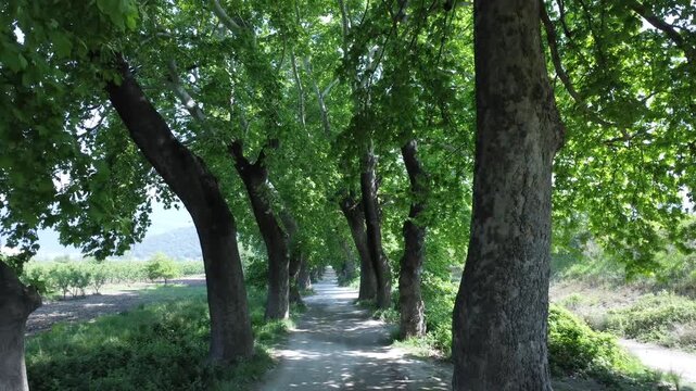 Drone view of a scenic plane tree road in Dudaklı Village, Bursa