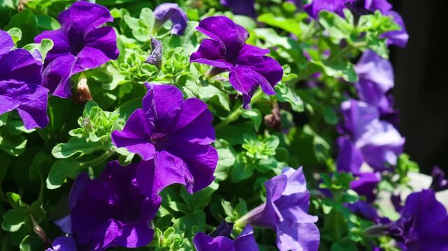 Purple petunia flowers bloom in green foliage