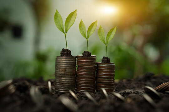 Financial Growth and Sustainable Green Investment Concept with Plants on Coin Stacks