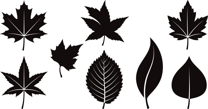 Set of autumn leaves silhouettes, black collection of maple, birch, and oak leaf vector icons isolated on white