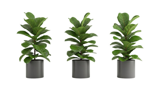Three healthy fiddle leaf fig plants with deep green, waxy leaves and detailed venation, in dark gray pots against a transparent background, minimalist botanical aesthetic