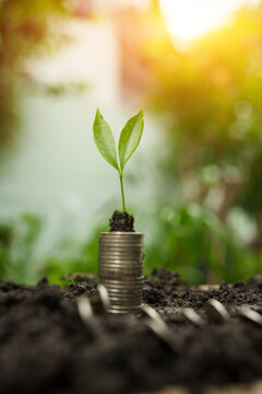 Small green plant growing on stack of coins in soil with sunlight and blurred nature background representing financial growth and green investment concept.