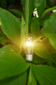 Glowing Light Bulb in Green Leaves for Eco Friendly and Sustainable Energy Concept