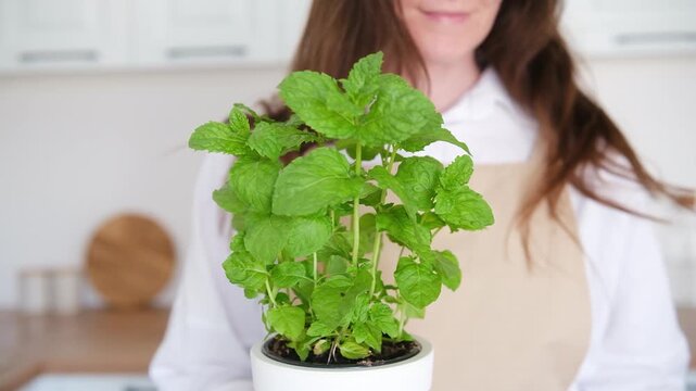 woman  holding a potted mint plant in a kitchen