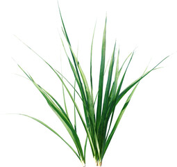 Fototapeta premium field, plant, agriculture, corn, nature, food, leaf, farm, grass, rosemary, summer, crop, herb, isolated, growth, sky, farming, maize, landscape, leaves, wheat, rural, garden, vegetable, organic, farm