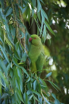 A wild Rose-ringed or Ring-necked parakeet (Psittacula krameri) in a tree in Regent's Park, London, UK