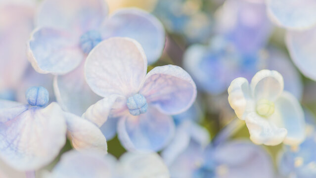 close up of light blue hydrangea or hortensia flowers background