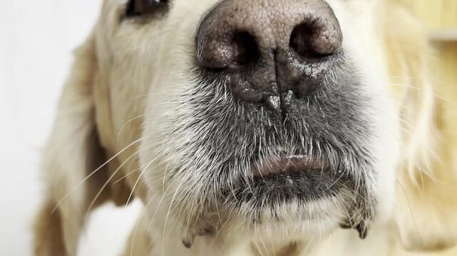 Extreme close-up, calm Golden Retriever gently taking dog treat from human hand. Dog looks relaxed,focused, trust, positive interaction between pet and owner. Pet care, training, companionship