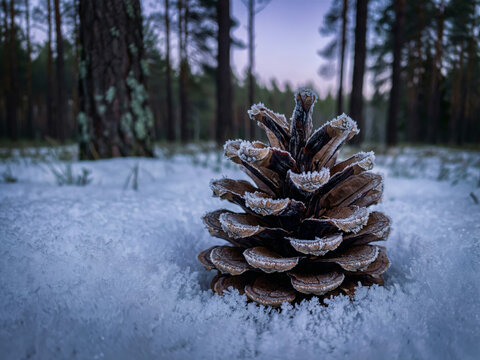 Pomme de pin brune et d&eacute;taill&eacute;e sur fond de neige blanche dans une for&ecirc;t de conif&egrave;res en hiver, atmosph&egrave;re froide et f&eacute;erique de No&euml;l