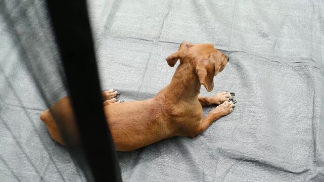 Young dachshund  dog lying on gray fabric background