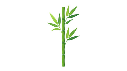 Obraz premium An isolated bamboo plant with green leaves on a white background
