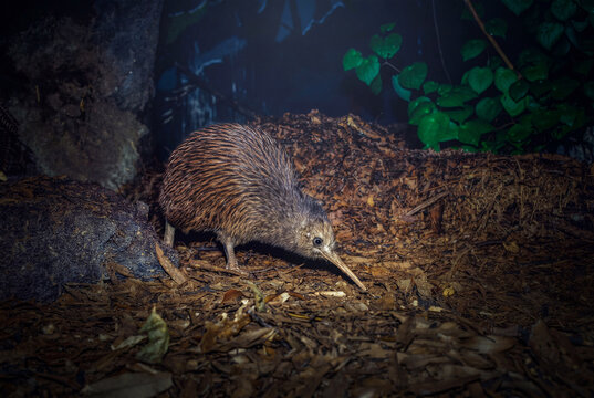 Kiwi Bird in Its Natural Habitat, New Zealand Wilderness Landscape