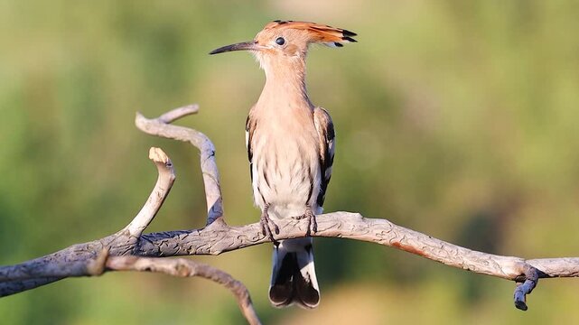 Eurasian Hoopoe Upupa epops perched on a branch in evening light.