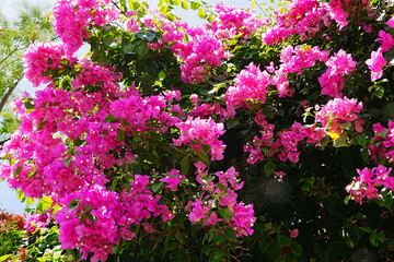 Obraz premium Vibrant Pink Bougainvillea Flowers Blooming Under Blue Sky - 青空に映える鮮やかなピンク色のブーゲンビリアの花