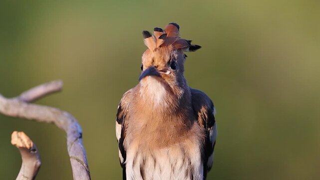 Eurasian Hoopoe Upupa epops preening its feathers on a branch