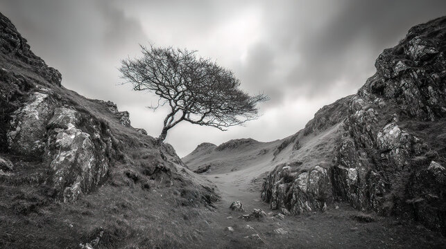 windswept. Solitary tree growing from rock crevice with windswept branches against dramatic sky. travel magazines, destination branding, designed for outdoor magazines and nature guides.

