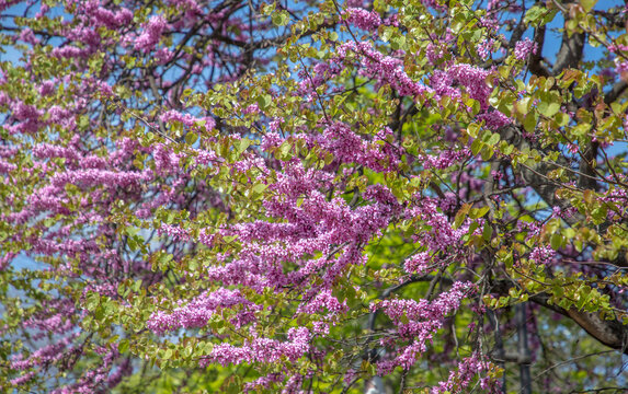 Beautiful blooming Judas tree with vibrant pink flowers and green leaves in spring