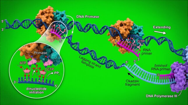 Primase enzyme synthesizing RNA primer on DNA template strand