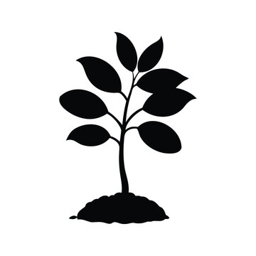 Silhouette of young pecan tree seedling with broad leaves vector illustration design, pecan tree seedling silhouette vector illustration