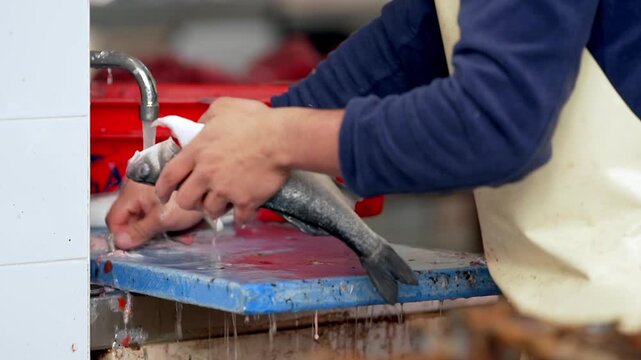 Fish market, close-up of a person farming fish c