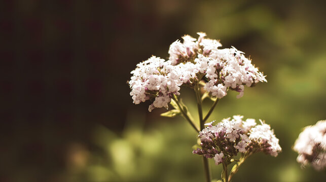 valerian. White valerian flowers swaying softly during golden hour in a botanical setting. gardening catalogs, home-decor guides, designed for home decor and floral branding, promotes healthy living.
