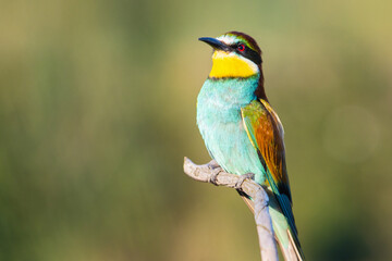 Fototapeta premium European bee-eater standing tall on a branch showing off vivid teal plumage in green light
