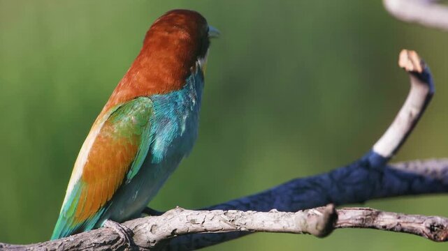 European Bee-eater Merops apiaster sitting on a branch in profile