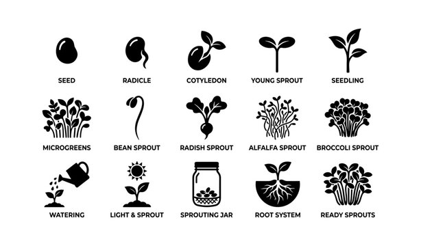 Seed growth icons showing stages and sprout care instructions