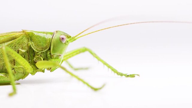Extreme macro close-up of a Great Green Bush-Cricket head and eyes