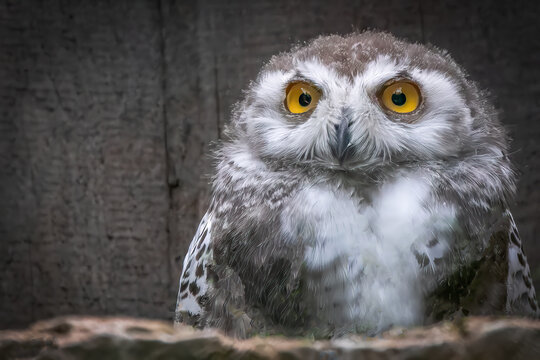 Snowy Owl juvenile staring forward against wood background creating intense focused mood