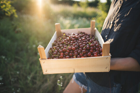 Freshly picked sour cherries during harvest