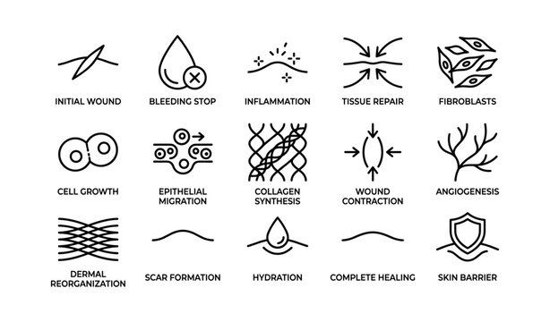 Wound healing stages and process icons on white background