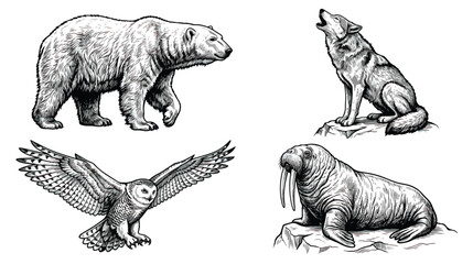 Vintage arctic animals engraving set, hand drawn polar bear and howling wolf vector, snowy owl and walrus illustrations for wildlife branding © chouadhrynuman