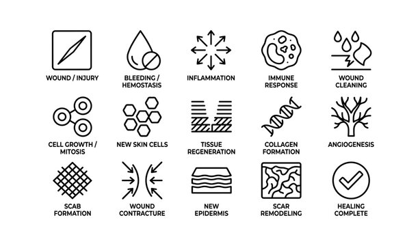 Wound healing icons showing stages and labels on white