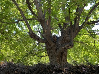 Fototapeta premium old oak tree