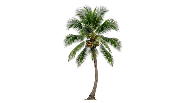 Coconut palm tree on transparent background
