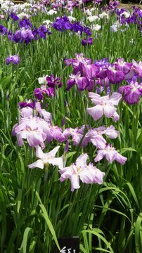 薄紫や濃紫の花菖蒲が咲き競う初夏の堀切菖蒲園（縦動画）