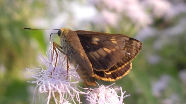 Skipper Butterfly Collecting Nectar from White Wildflowers, Macro Close Up, Butterfly Pollination, Tropical Wildlife, Natural Habitat, Garden Insect, 4K Cinematic Stock Footage