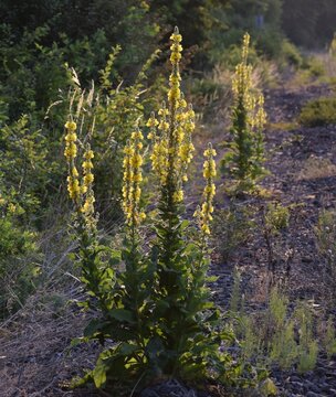 Mullein in the Morning light