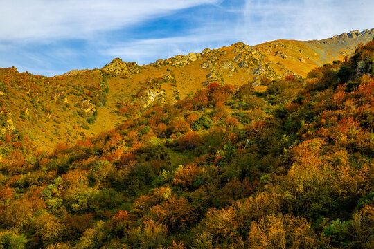 Vibrant Autumn Foliage on Mountain Slope in Kyrgyzstan