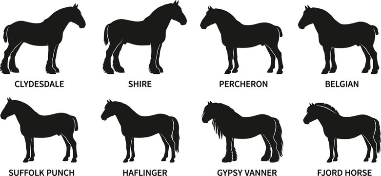 Draft Horse Breed Silhouette Vector Icon Set Featuring Clydesdale Shire Percheron Belgian Gypsy Vanner and Fjord Graphics for Farm Agriculture Branding Designs