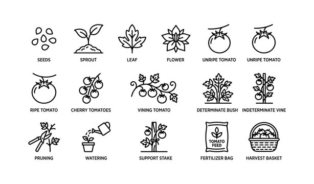 Tomato gardening icons showing plant stages and care